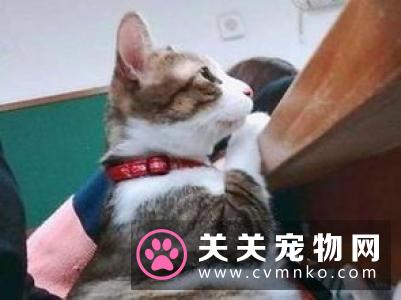 喵星人是如何征服人类的？科学家做了一个研究