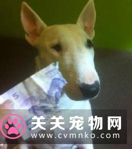 流浪猫因长相怪异被调侃像明星 却成功帮助它找到领养者