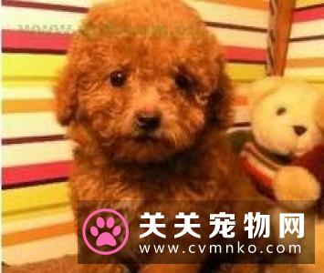 伯恩山犬的性格特征和基础美容