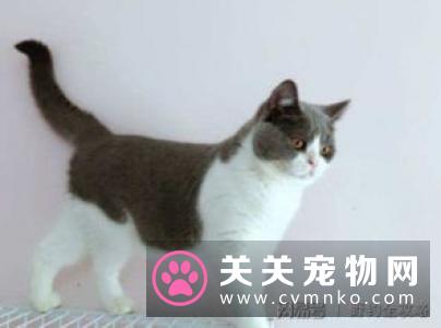 幼猫吃什么粮 幼猫有特殊的营养需求