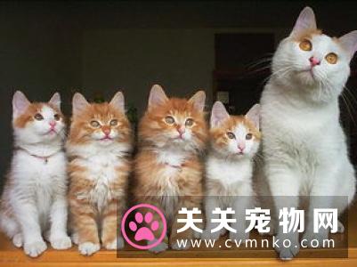 猫能吃什么不能吃什么 不要给猫咪吃的太杂
