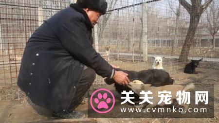 印度6旬女子被上百条流浪狗活吃 儿子在旁束手无策