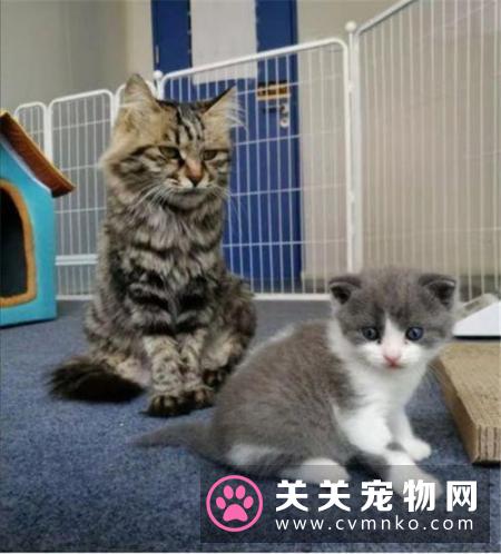 在病房狗狗看到了病危的主人 生死之别的视频网上被转发