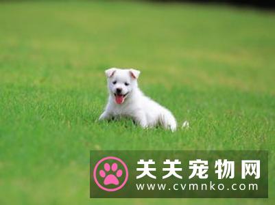 在病房狗狗看到了病危的主人 生死之别的视频网上被转发
