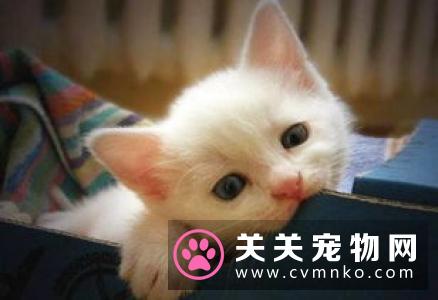 猫能吃什么不能吃什么 不要给猫咪吃的太杂