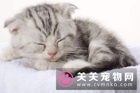 家养猫吃什么 避免喂食人用食物