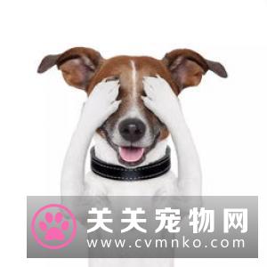 演技很棒的狗狗，让路人捡玩具，一不小心就成为了“网红”