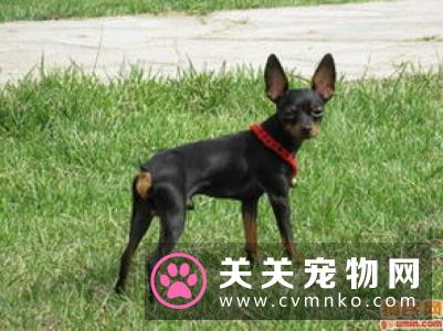 杜宾犬的FCI标准