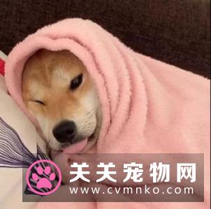 如果狗子生病，你们会不顾一切的救它吗？