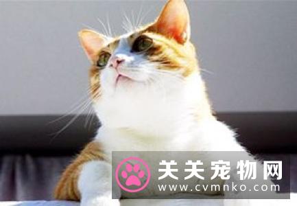 猫咪除虫多少钱 猫咪定期驱虫很重要
