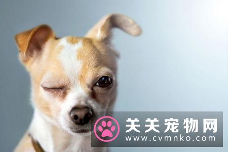 养犬法规规定狗狗必须接种狂犬病疫苗