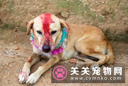 印度6旬女子被上百条流浪狗活吃 儿子在旁束手无策