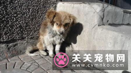 不合格警犬被淘汰，市民领养热情高！