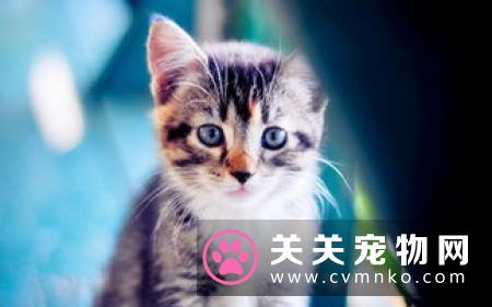 家养猫吃什么 避免喂食人用食物