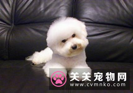 伯恩山犬的性格特征和基础美容
