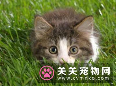猫咪除虫多少钱 猫咪定期驱虫很重要