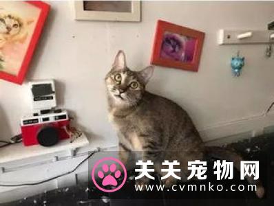 猫咪喜欢什么 猫咪喜欢抓挠家中的家具