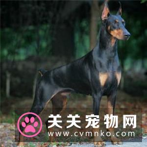杜宾犬的FCI标准