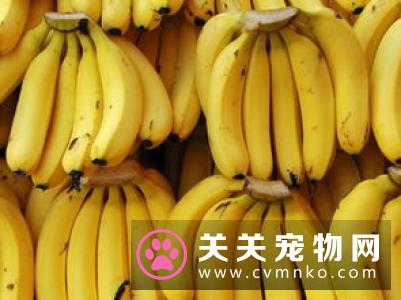 幼猫能吃妙鲜包吗 最好少食用以免肠胃不消化