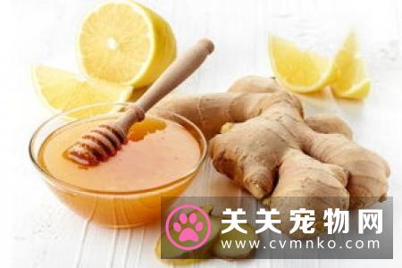 幼猫能吃妙鲜包吗 最好少食用以免肠胃不消化