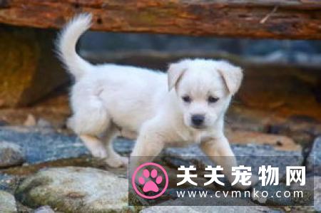 明星柯基犬Loki被查出患有慢性肾病 在加拿大某医院病逝