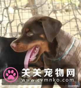 杜宾犬的FCI标准