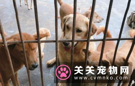 不合格警犬被淘汰，市民领养热情高！