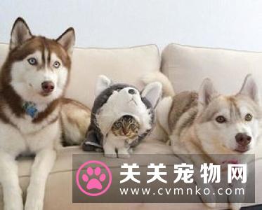 在病房狗狗看到了病危的主人 生死之别的视频网上被转发