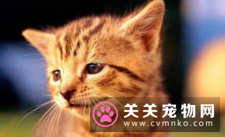 猫肾衰竭吃什么 应当采取综合治疗的措施