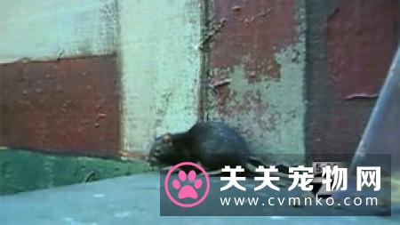 印度6旬女子被上百条流浪狗活吃 儿子在旁束手无策