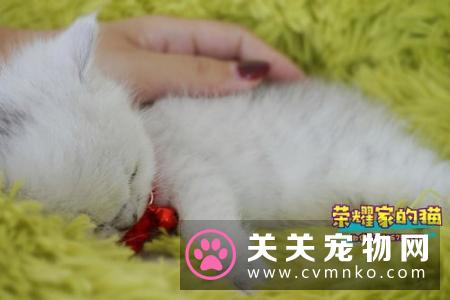 金渐层和银渐层养哪个比较好? 哪个性格更好些?