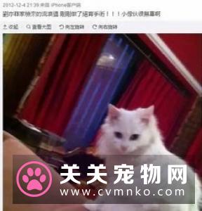流浪猫因长相怪异被调侃像明星 却成功帮助它找到领养者