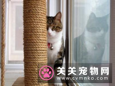 猫咪喜欢什么 猫咪喜欢抓挠家中的家具