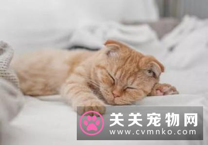 家养猫吃什么 避免喂食人用食物