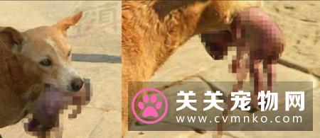 跨越种族的母爱：流浪狗麻麻抱紧弃婴为她取暖.