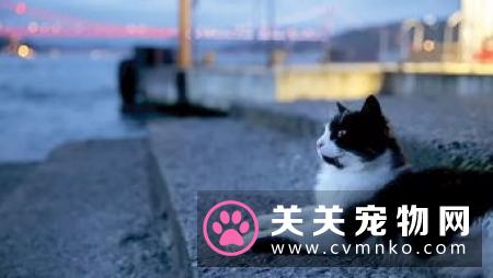 猫肾衰竭吃什么 应当采取综合治疗的措施