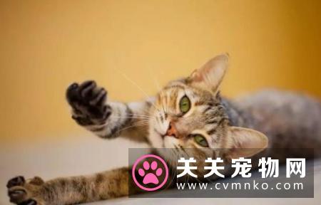 猫咪喜欢什么 猫咪喜欢抓挠家中的家具