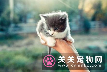 猫咪除虫多少钱 猫咪定期驱虫很重要
