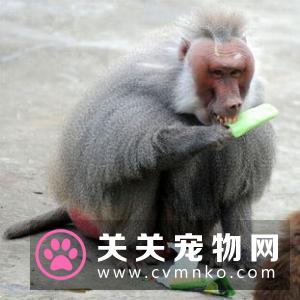 猫肾衰竭吃什么 应当采取综合治疗的措施