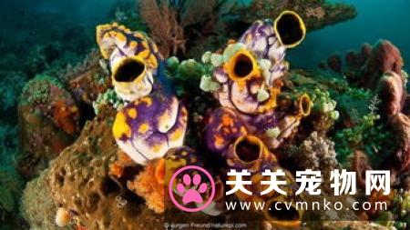 希腊经济衰退如何影响宠物市场？