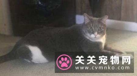 明星柯基犬Loki被查出患有慢性肾病 在加拿大某医院病逝