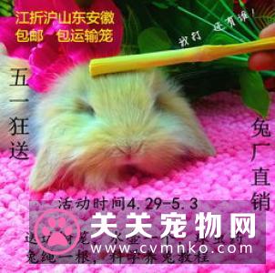 在秋季如何科学养兔子？养兔子诀窍