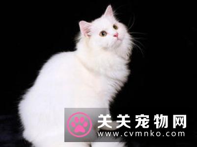 希腊经济衰退如何影响宠物市场？